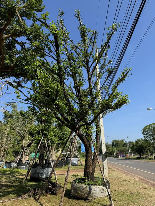 ต้นมั่งมี หน้า 18นิ้ว ลีลาโค้งเอน 