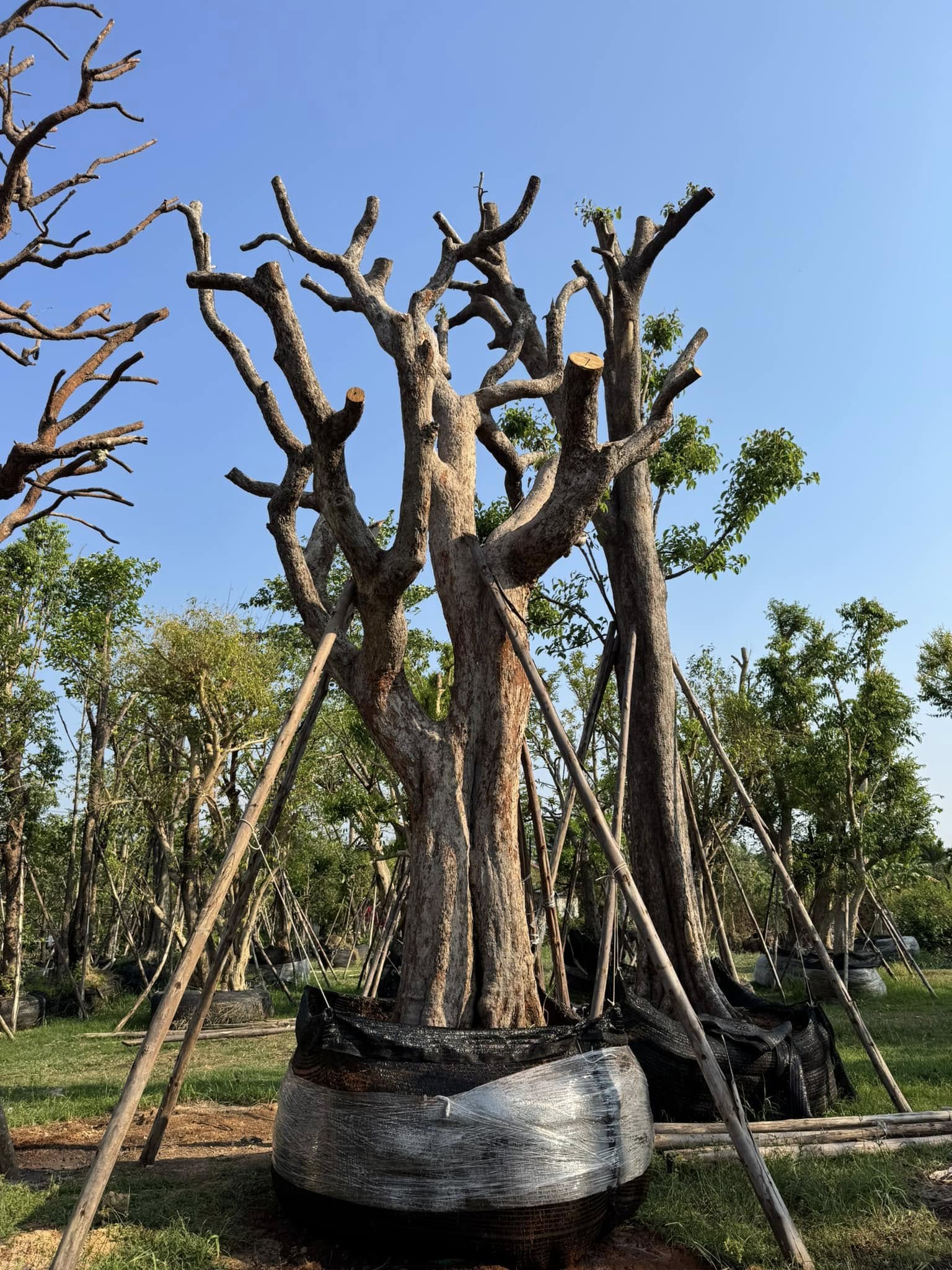 ต้นพูนทรัพย์ - ไม้มงคลเสริมบารมี 1