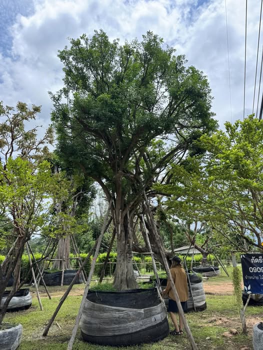 ต้นแจง ฟอร์มกลมสวย 🌳 0