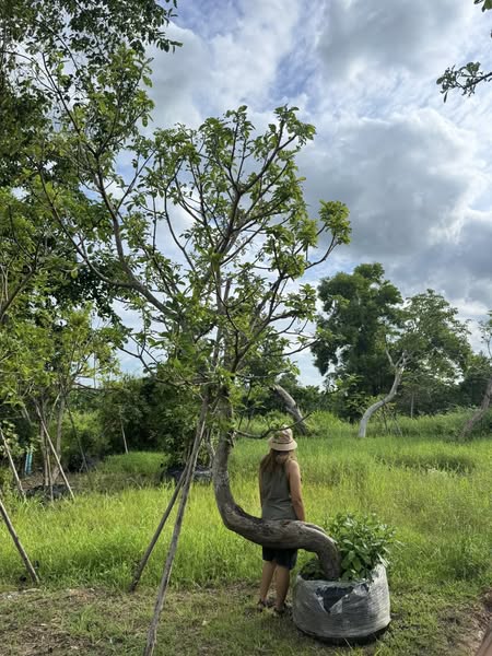 ต้นจิกน้ำ (หมากเม่า) ขนาดกำลังน่ารัก 🌳 1