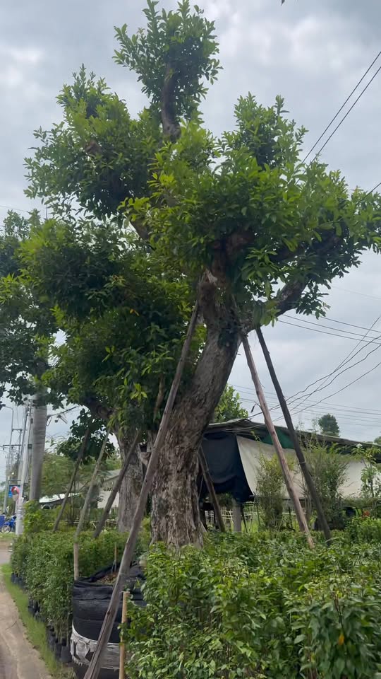 ต้นหว้าแม่น้ำ หน้า 24 นิ้ว ฟอร์มสวย 🌳 0