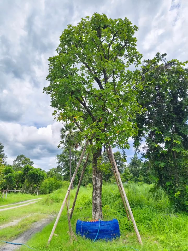 ต้นจิกน้ำ 15"