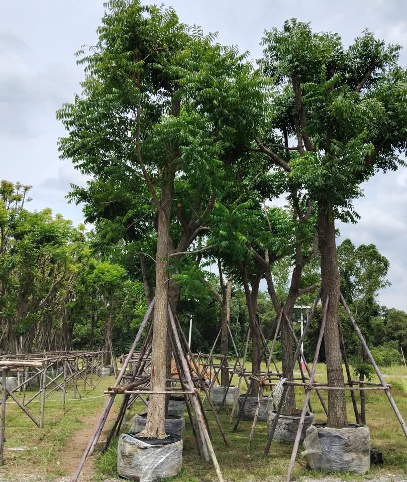 ต้นสะเดา 6