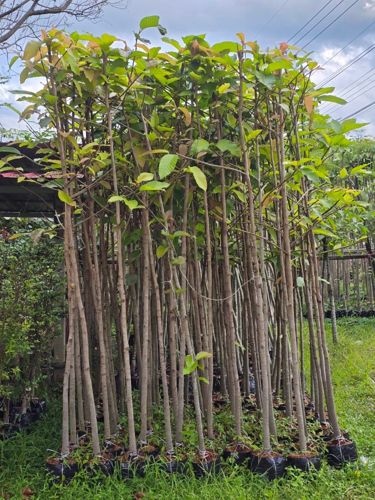 ต้นยางนา ขนาด 1" ถึง 2"