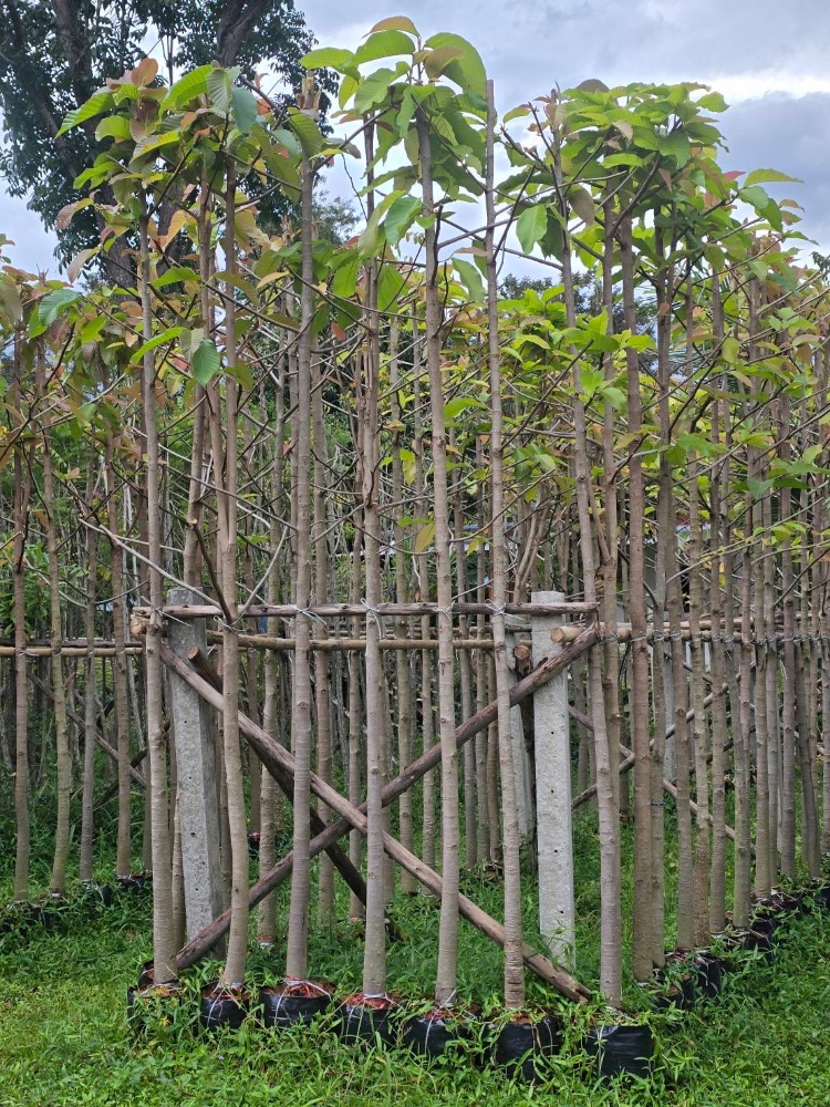 ต้นยางนา ขนาด 1" ถึง 2" 1