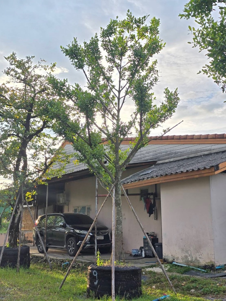 ต้นมั่งมี 9" สูง 5 เมตร 2