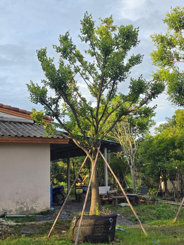 ต้นมั่งมี 9" สูง 5 เมตร 0