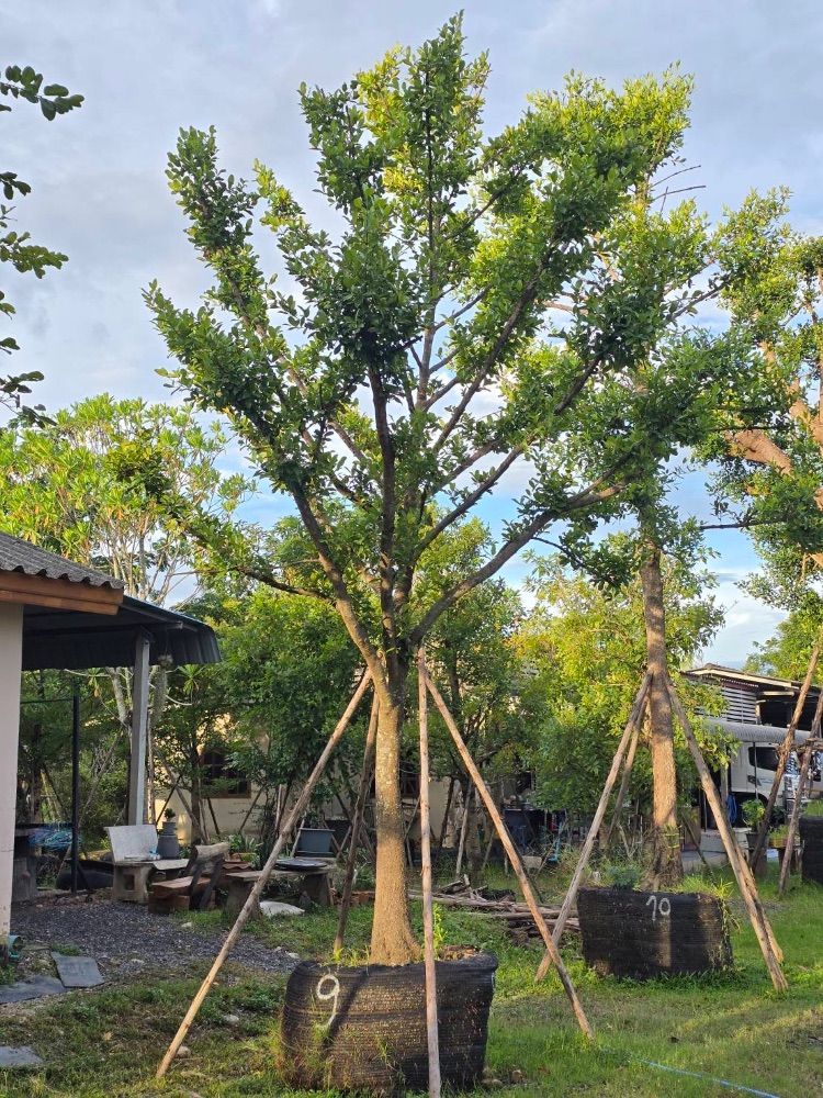 ต้นมั่งมี 9" สูง 5 เมตร 1