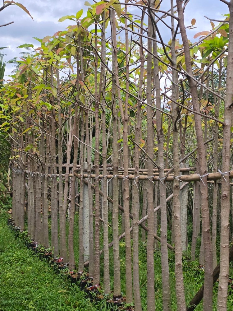 ต้นยางนา ขนาด 1" ถึง 2" 2