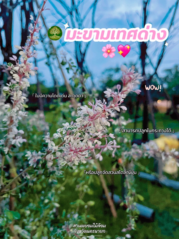 ต้นมะขามเทศด่าง 1.2 เมตร 0