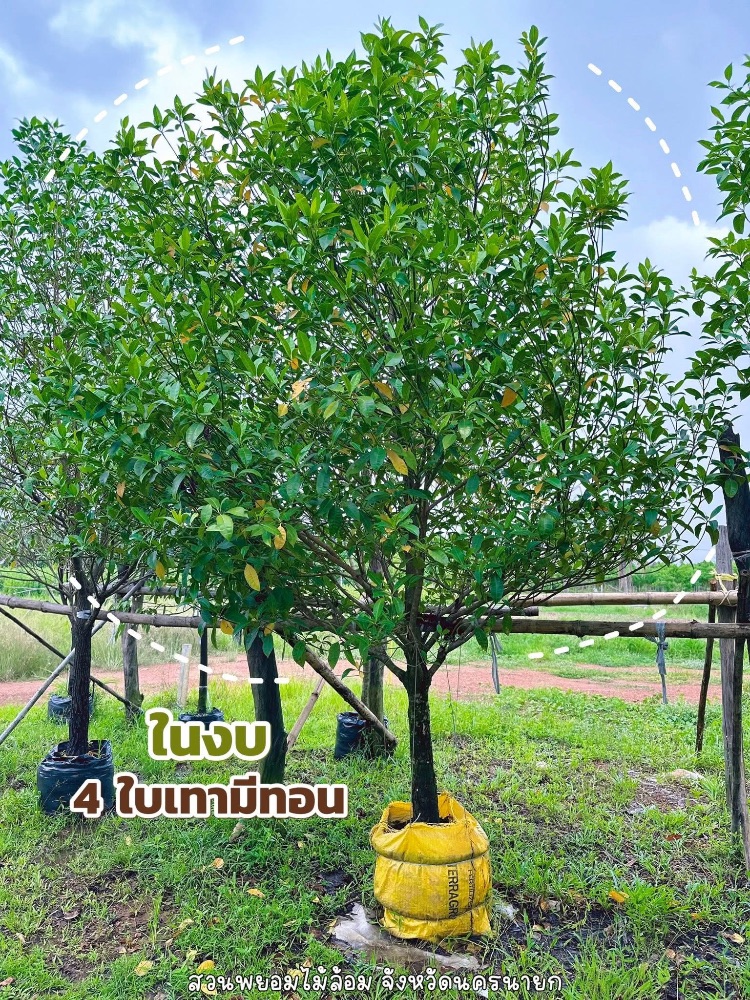 ต้นกันเกรา 4 นิ้ว 0