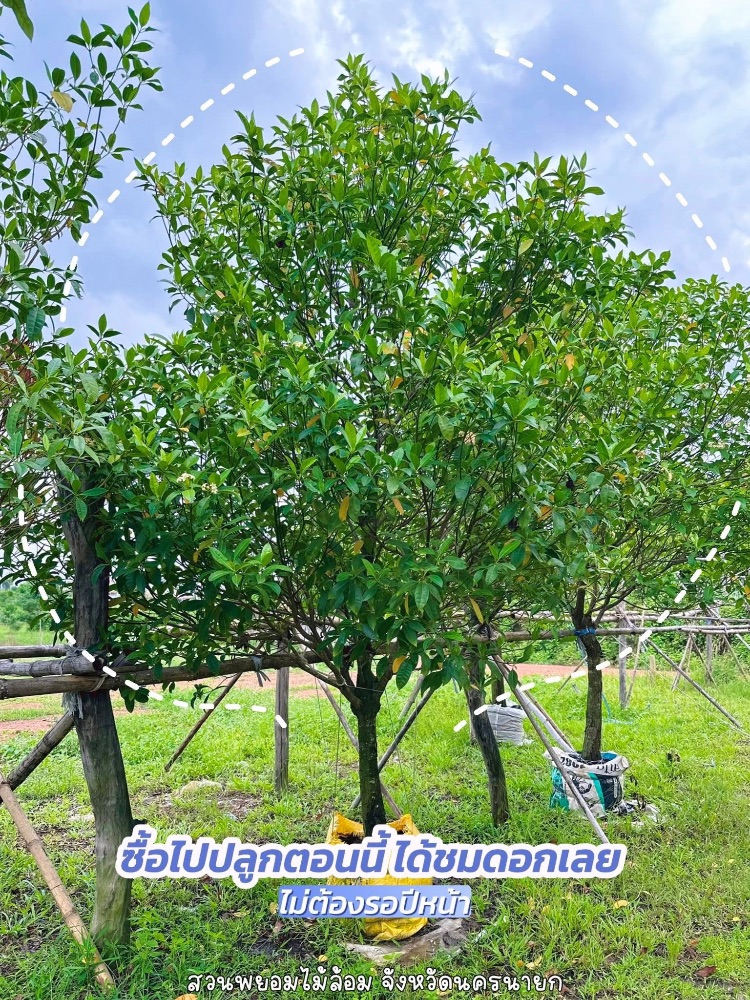 ต้นกันเกรา 4 นิ้ว 1