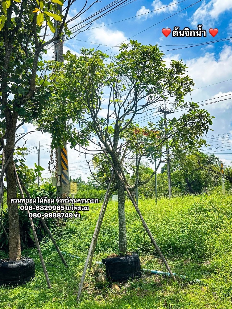ต้นจิกน้ำ 6 นิ้ว