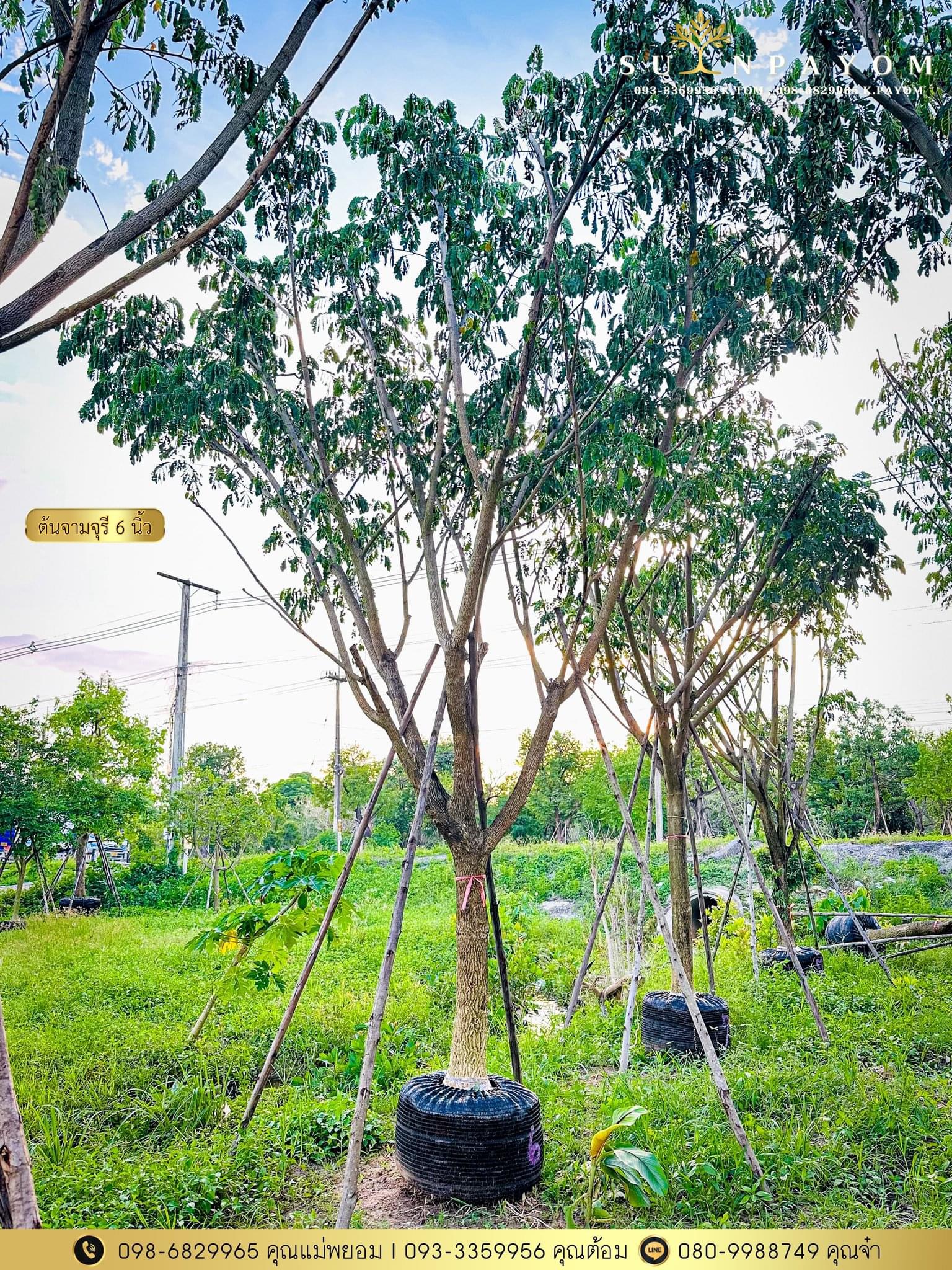 จามจุรี 6 นิ้ว