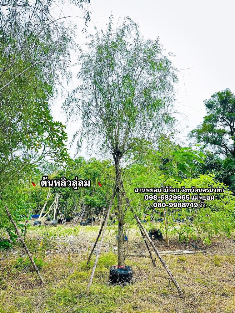 ต้นหลิวลู่ลม 5 นิ้ว 5