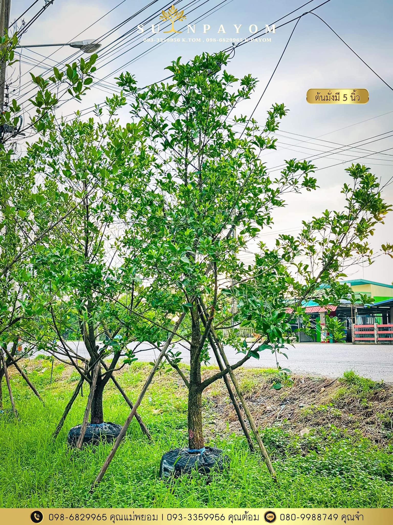 มั่งมี 5 นิ้ว 1