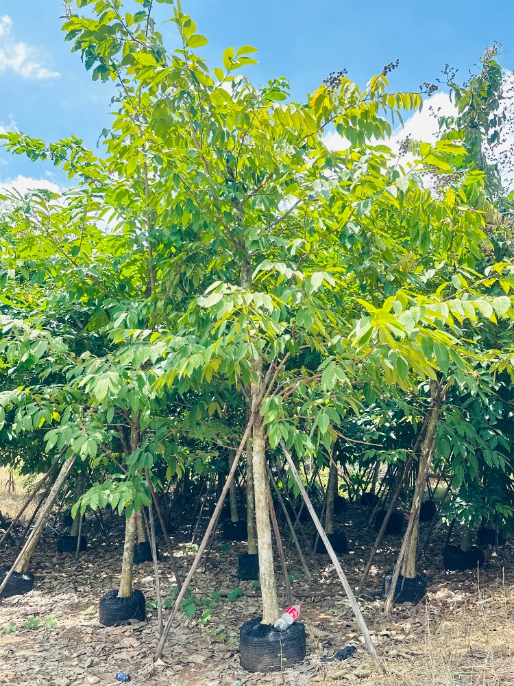 ต้นอินทนิล 2 นิ้ว (มีฟอร์ม) 1