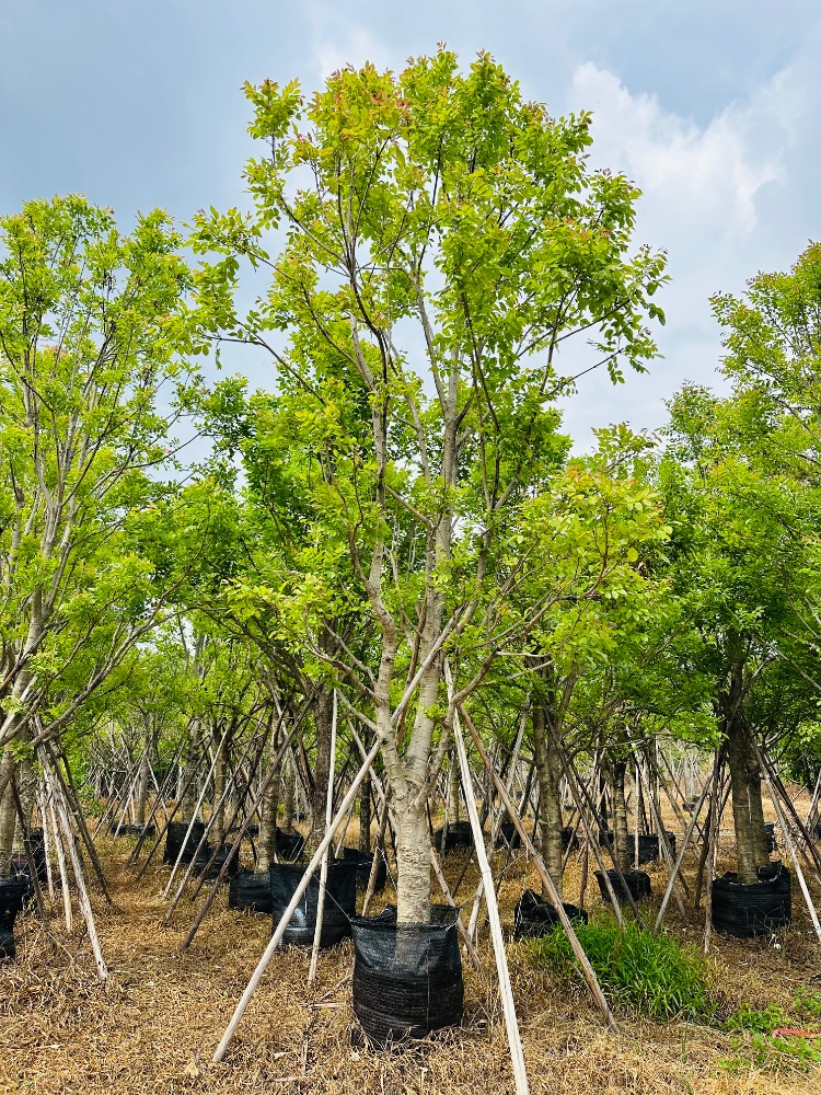 ต้นแคนา  7 นิ้ว สูง 5 เมตร+