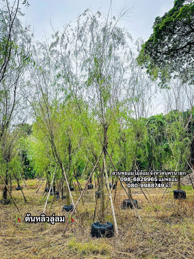 ต้นหลิวลู่ลม 5 นิ้ว 3