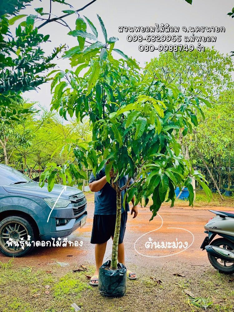 ต้นมะม่วงน้ำดอกไม้สีทอง 2 นิ้ว 0
