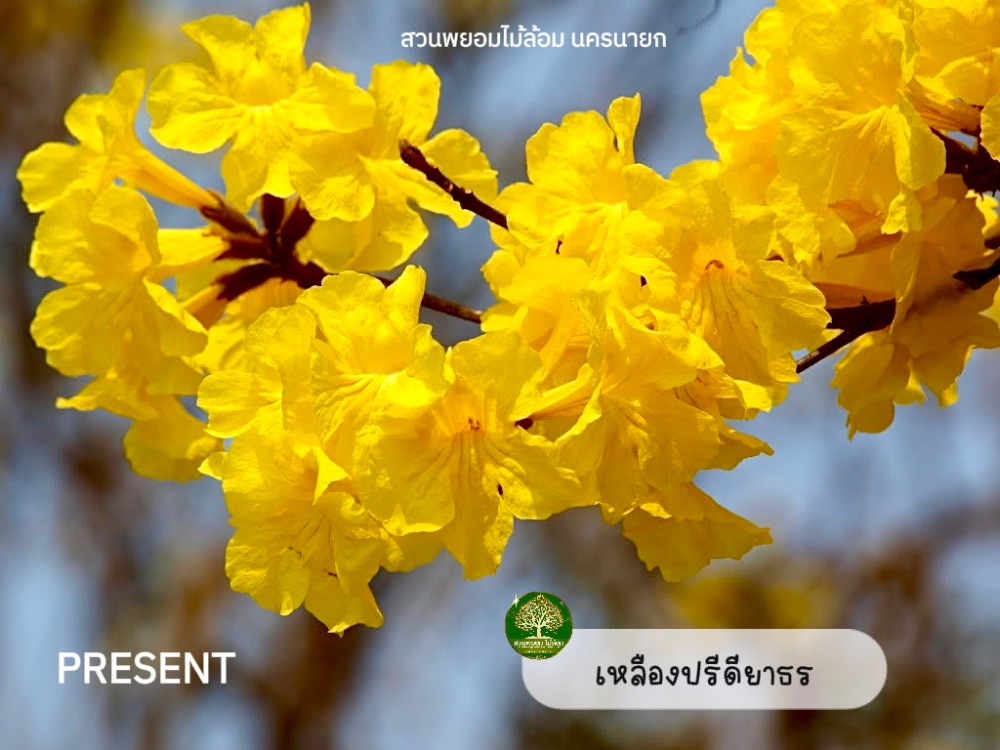 ต้นเหลืองปรีดียาธร 6 นิ้ว 2