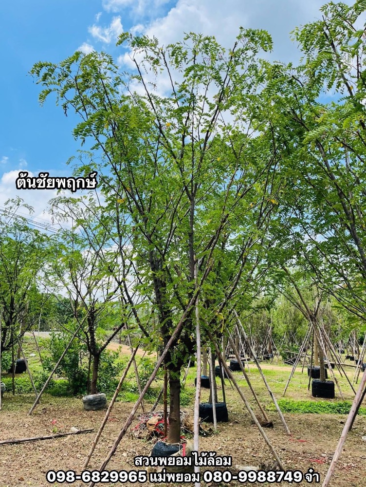 ต้นชัยพฤกษ์ 5-6 นิ้ว 2