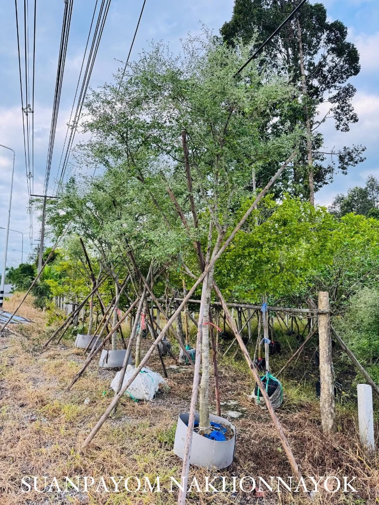 ต้นมะขามเทศด่าง 2 นิ้ว