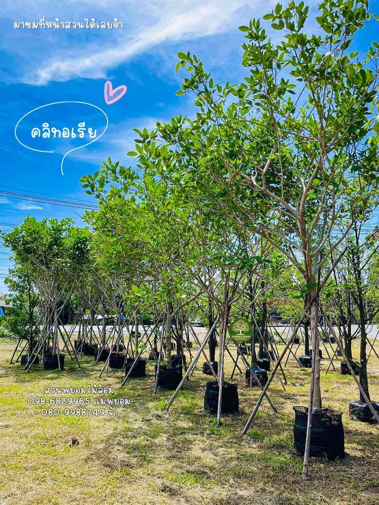 ต้นคลิทอเรีย 4 นิ้ว 2