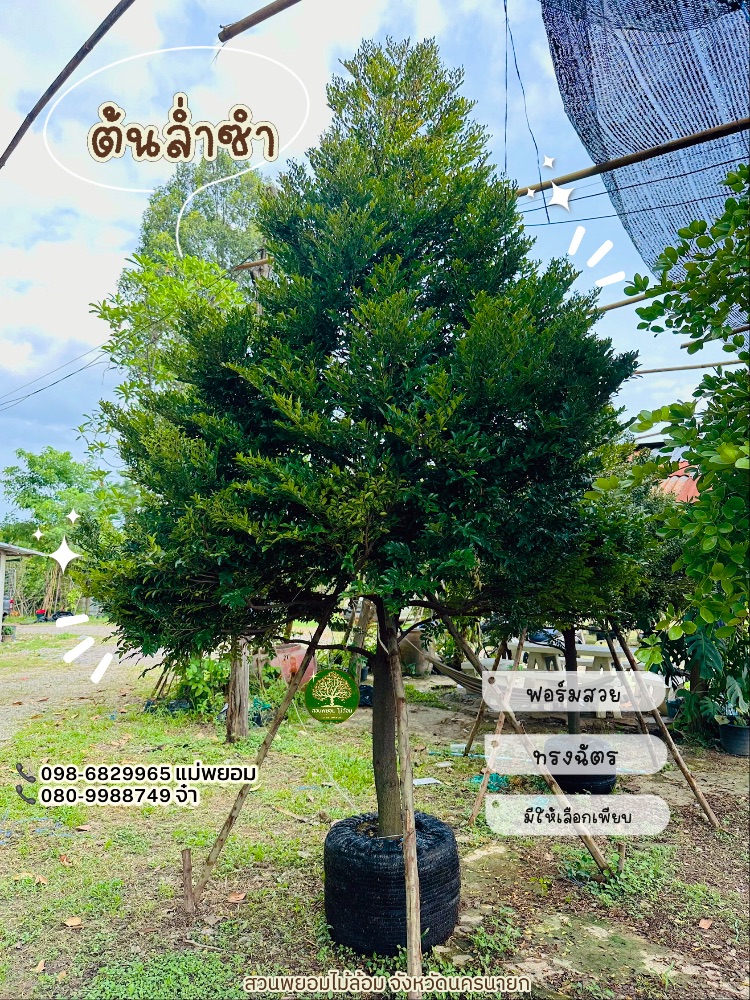 ต้นล่ำซำ 4 นิ้ว 1