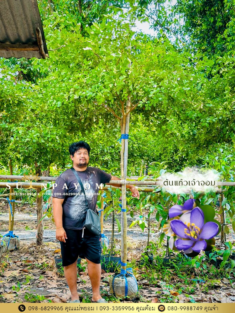 ต้นแก้วเจ้าจอม (ฟอร์มพุ่มสวย) ไม้ล้อม 3