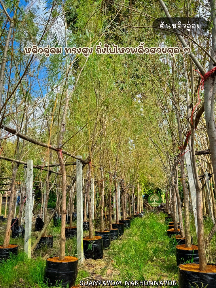 ต้นหลิวลู่ลม 2 นิ้ว สูง 4 เมตร 0