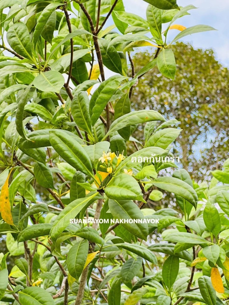 ต้นกันเกรา 4 นิ้ว 3