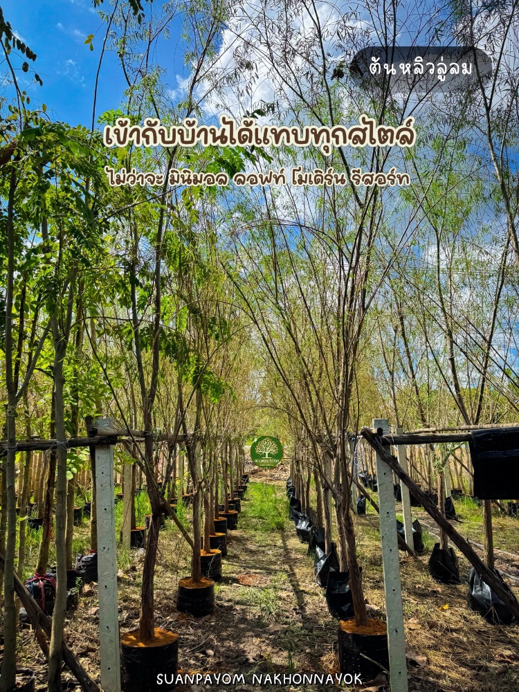 ต้นหลิวลู่ลม 2 นิ้ว สูง 4 เมตร 4