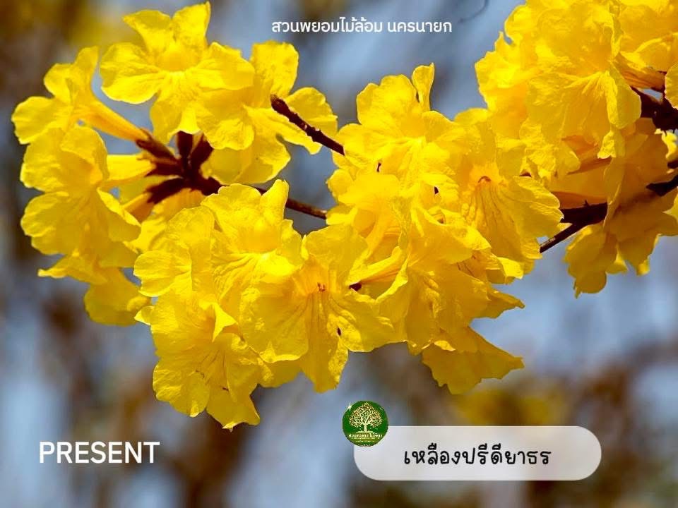 ต้นเหลืองปรีดียาธร 5-6-8-9 นิ้ว 3