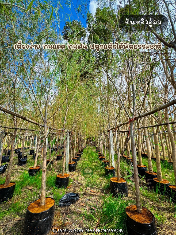 ต้นหลิวลู่ลม 2 นิ้ว สูง 4 เมตร 2