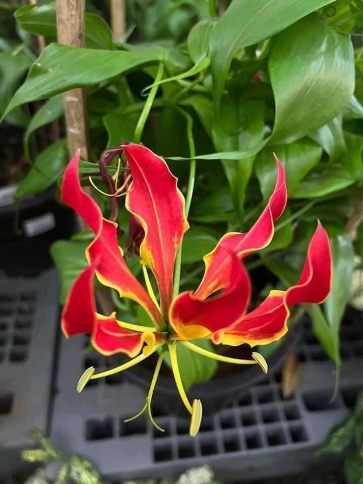 ดองดึง Gloriosa Rothschildiana 2