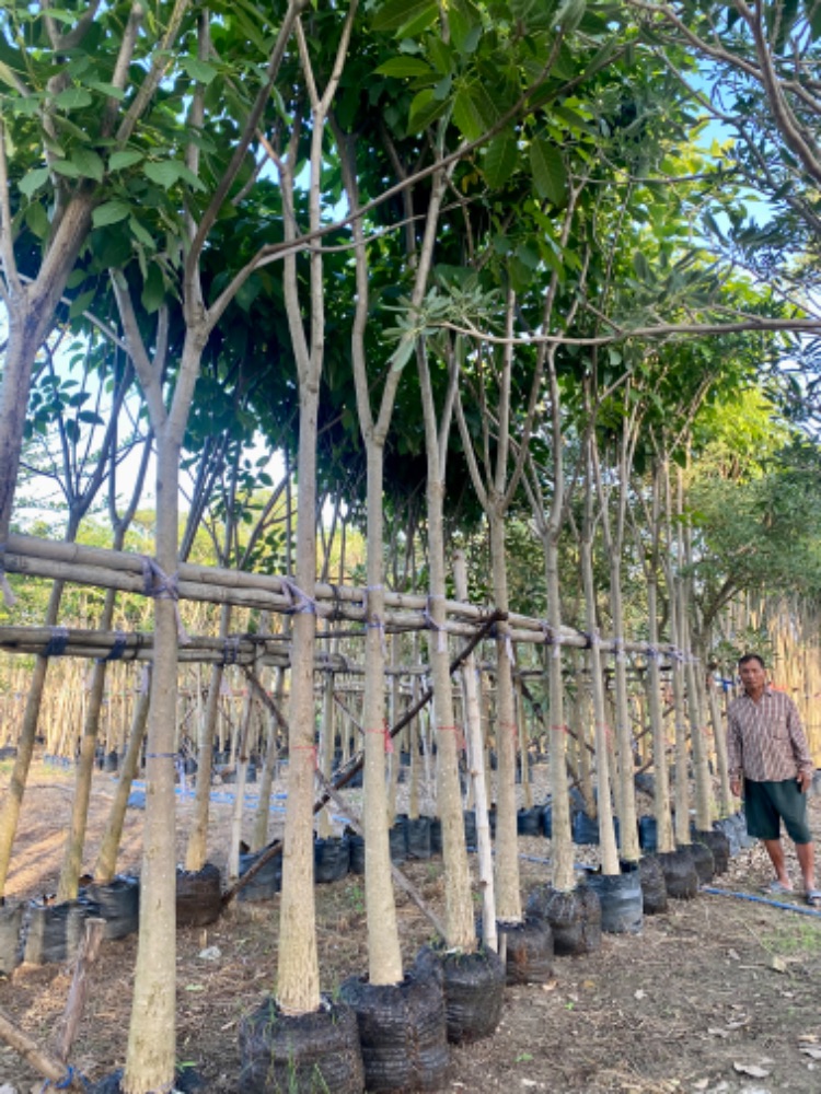 ชมพูพันธุ์ทิพย์ 4 นิ้ว  4