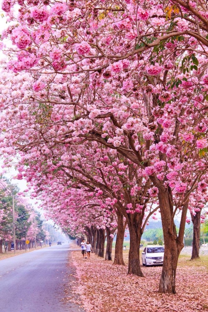 ต้นชมพูพันธุ์ทิพย์ 3 นิ้ว 6