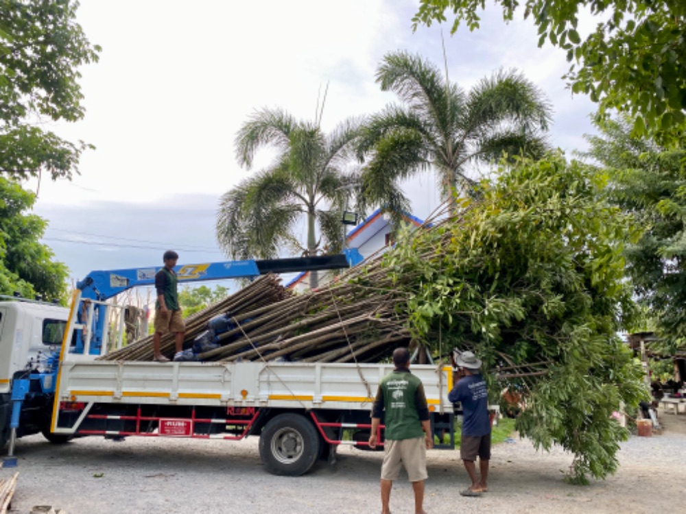 ต้นชมพูพันธุ์ทิพย์ 3 นิ้ว 4