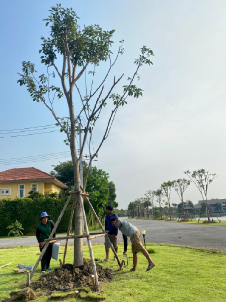 ชมพูพันธุ์ทิพย์ 6-12นิ้ว 1