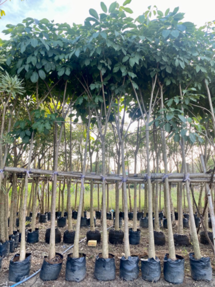 ต้นชมพูพันธุ์ทิพย์ 3 นิ้ว 1