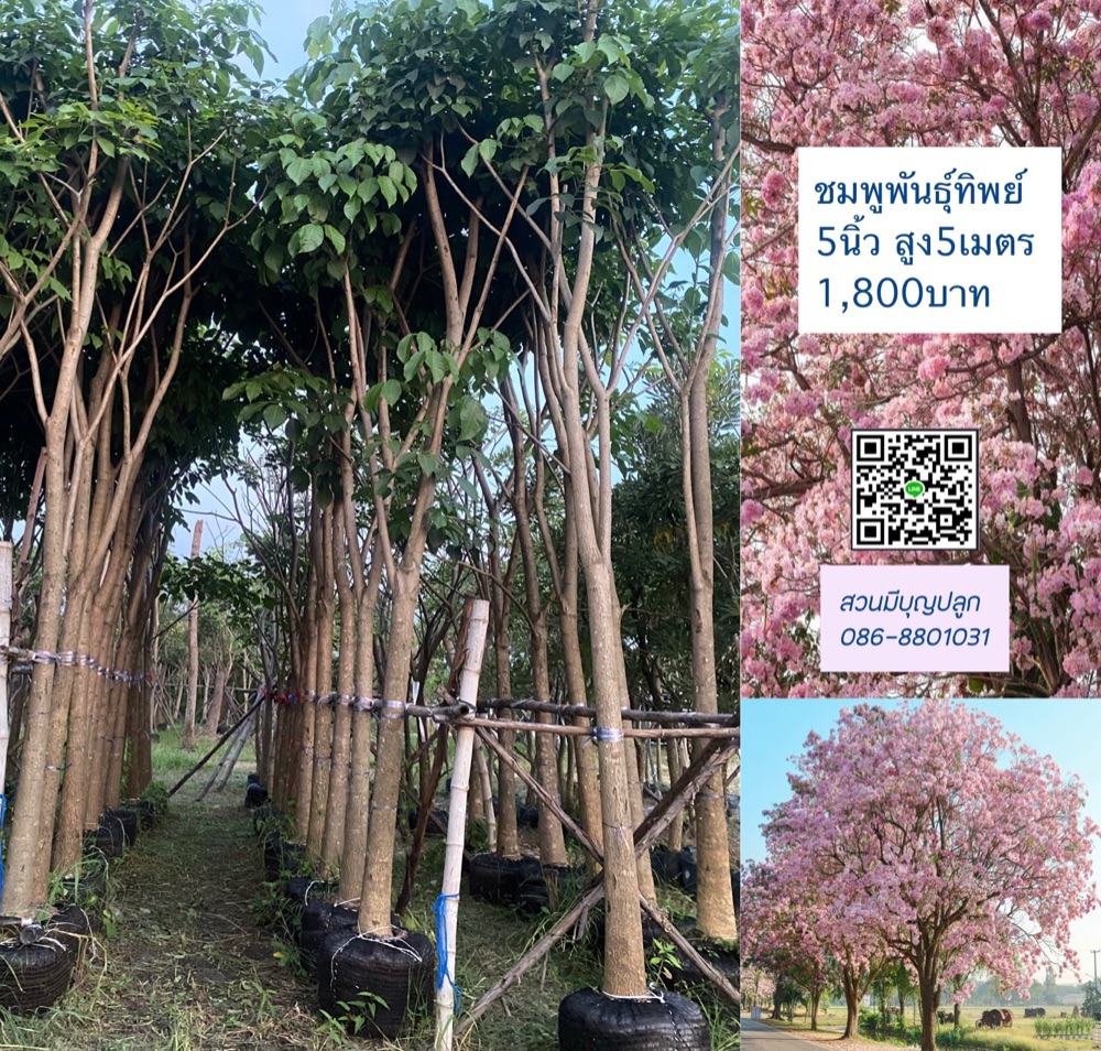 ชมพูพันธุ์ทิพย์ 5 นิ้ว 0