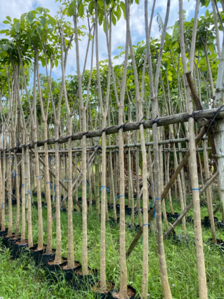 ชมพูพันธุ์ทิพย์ 2 นิ้ว 3