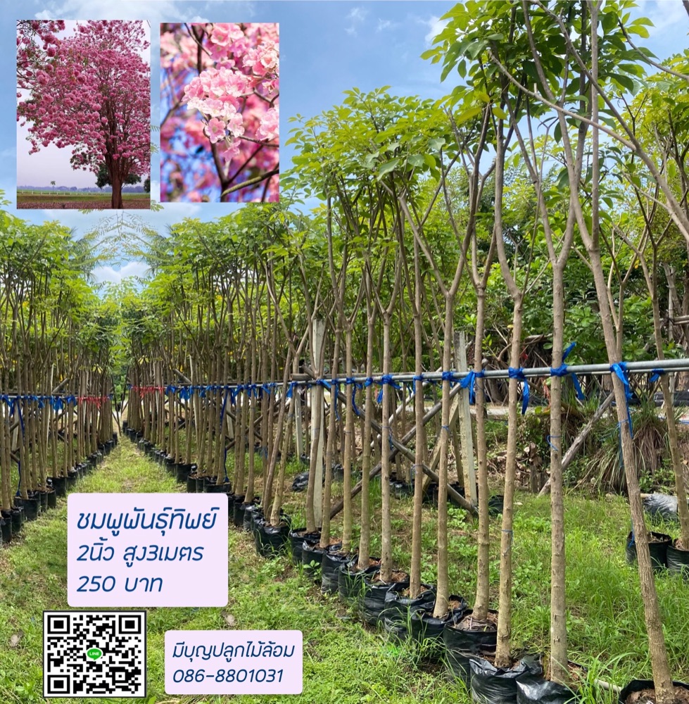 ชมพูพันธุ์ทิพย์ 2 นิ้ว