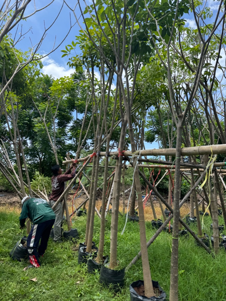 ต้นชมพูพันธุ์ทิพย์ 3 นิ้ว 8
