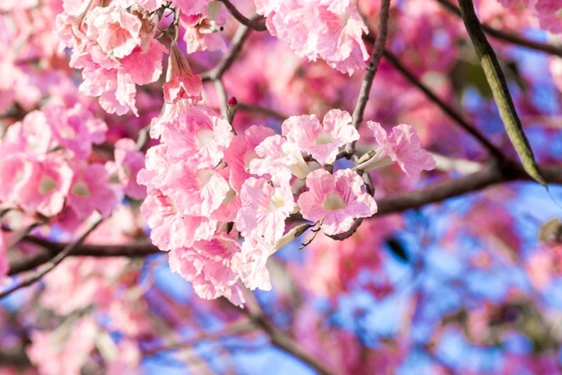 ชมพูพันธุ์ทิพย์ 5 นิ้ว 5