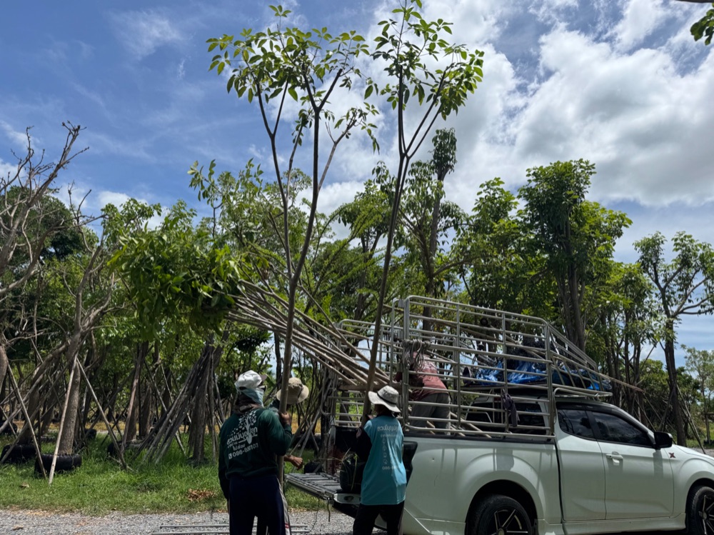 ต้นชมพูพันธุ์ทิพย์ 3 นิ้ว 7