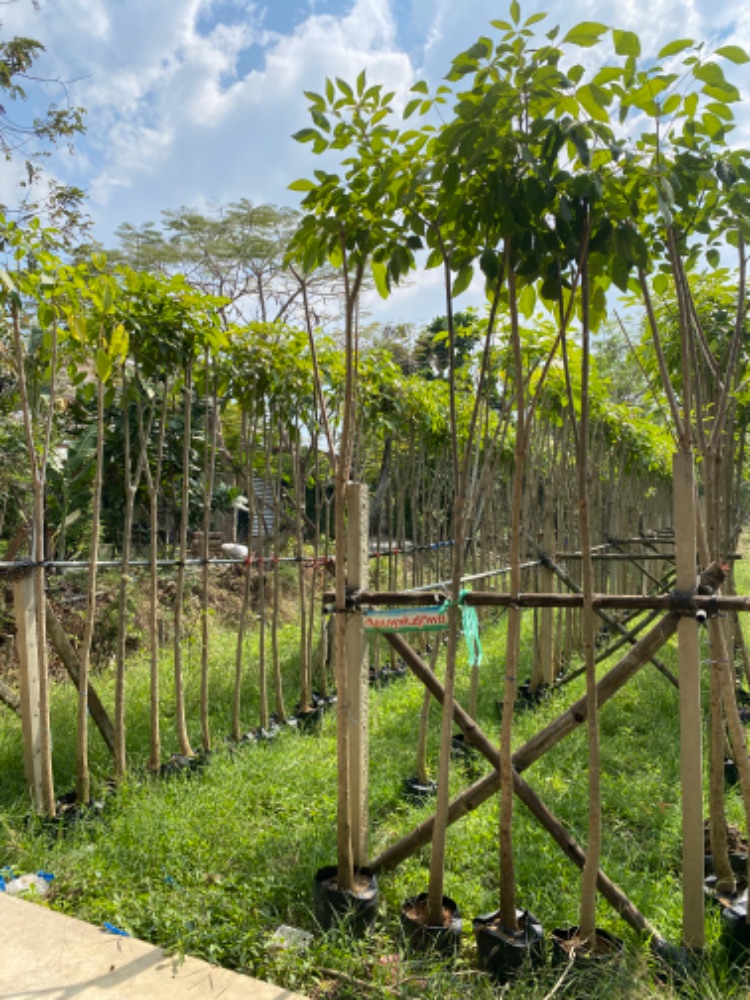 ชมพูพันธุ์ทิพย์ 2 นิ้ว 1