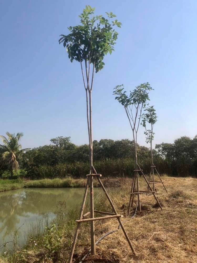 ชมพูพันธุ์ทิพย์ 2 นิ้ว 8