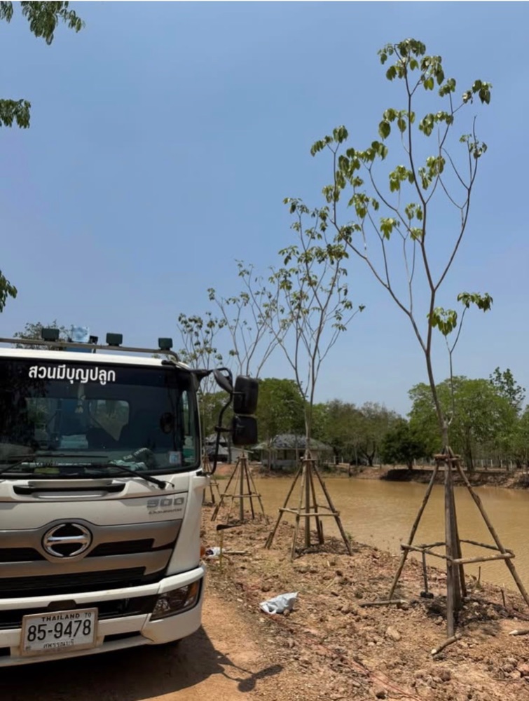 ชมพูพันธุ์ทิพย์ 5 นิ้ว 4